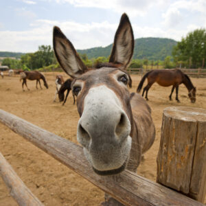 Spend your time in Kenya at the KSPCA, helping rescued animals