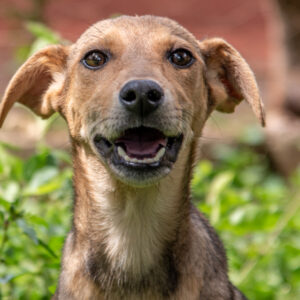 Intern at the KSPCA (Kenya SPCA)